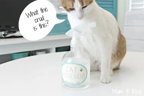 How to get cat spray off walls sale